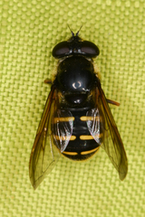 Sericomyia chalcopyga