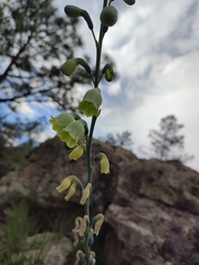 Prochnyanthes mexicana
