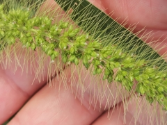 Setaria verticillata