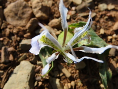 Moraea ciliata