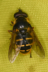 Sericomyia chalcopyga