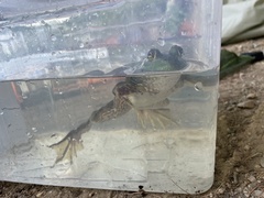 Lithobates catesbeianus