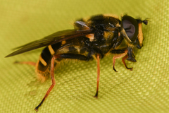 Sericomyia chalcopyga