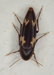 Dircaea liturata