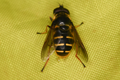 Sericomyia chalcopyga