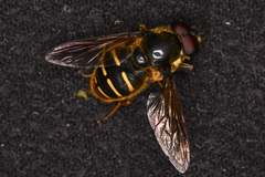 Sericomyia chalcopyga