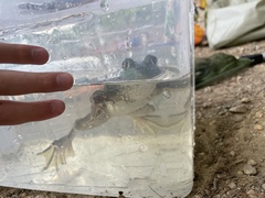 Lithobates catesbeianus