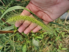 Setaria verticillata