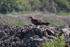 Milvus migrans lineatus