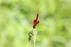 Urothemis signata