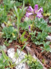 Penstemon heterodoxus heterodoxus
