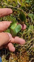 Puccinia