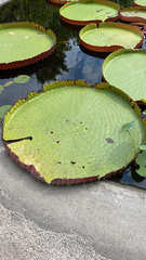 Victoria amazonica
