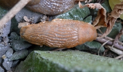 Arion vulgaris