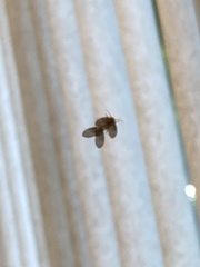 Clogmia albipunctata