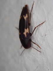 Dircaea liturata