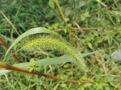 Setaria verticillata