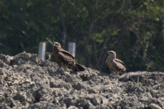 Milvus migrans lineatus
