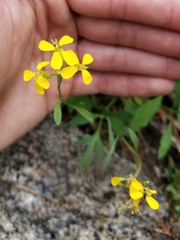 Erysimum perenne