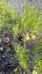 Leucadendron xanthoconus