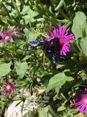 Xylocopa violacea