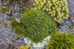 Grimmia