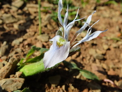 Moraea ciliata