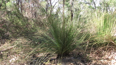 Xanthorrhoea brunonis