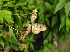 Tirumala limniace limniace
