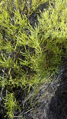 Leucadendron salignum