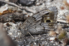 Hipparchia statilinus