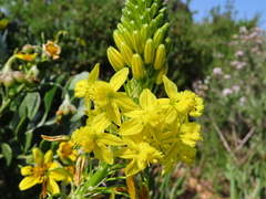 Bulbine annua