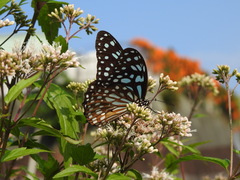 Tirumala limniace limniace