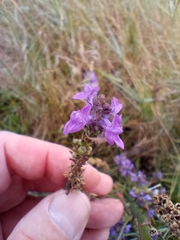 Linaria purpurea