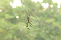 Nephila pilipes