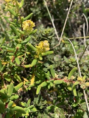 Tetragonia fruticosa