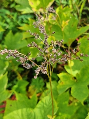 Filipendula camtschatica