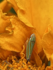 Graphocephala versuta