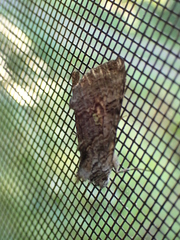 Syngrapha viridisigma