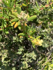 Tetragonia fruticosa