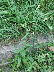 Silene latifolia alba