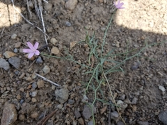 Stephanomeria tenuifolia
