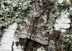 Catocala fraxini