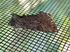 Syngrapha viridisigma