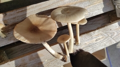 Entoloma strictius