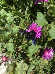 Xylocopa violacea
