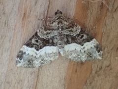 Euphyia intermediata