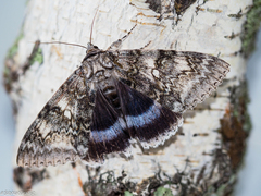 Catocala fraxini