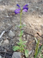 Penstemon heterodoxus heterodoxus