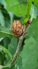 Andricus foecundatrix